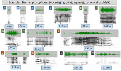 Language Origins Viewed in Spontaneous and Interactive Vocal Rates of Human and Bonobo Infants